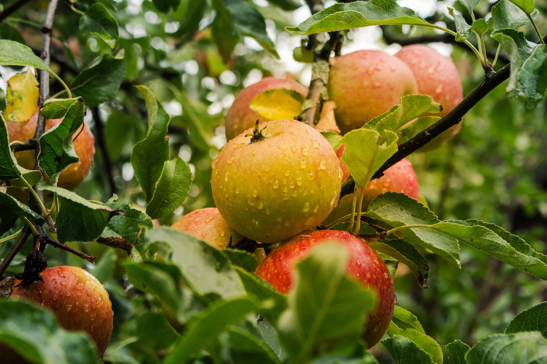 Fruit Farming Archives - Farm Manager SA