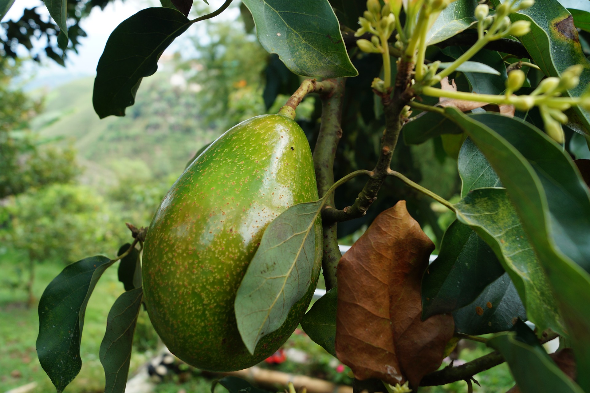 Как цветет авокадо в природе фото